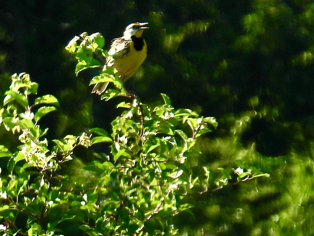 Eastern Meadowlark - ML638280536