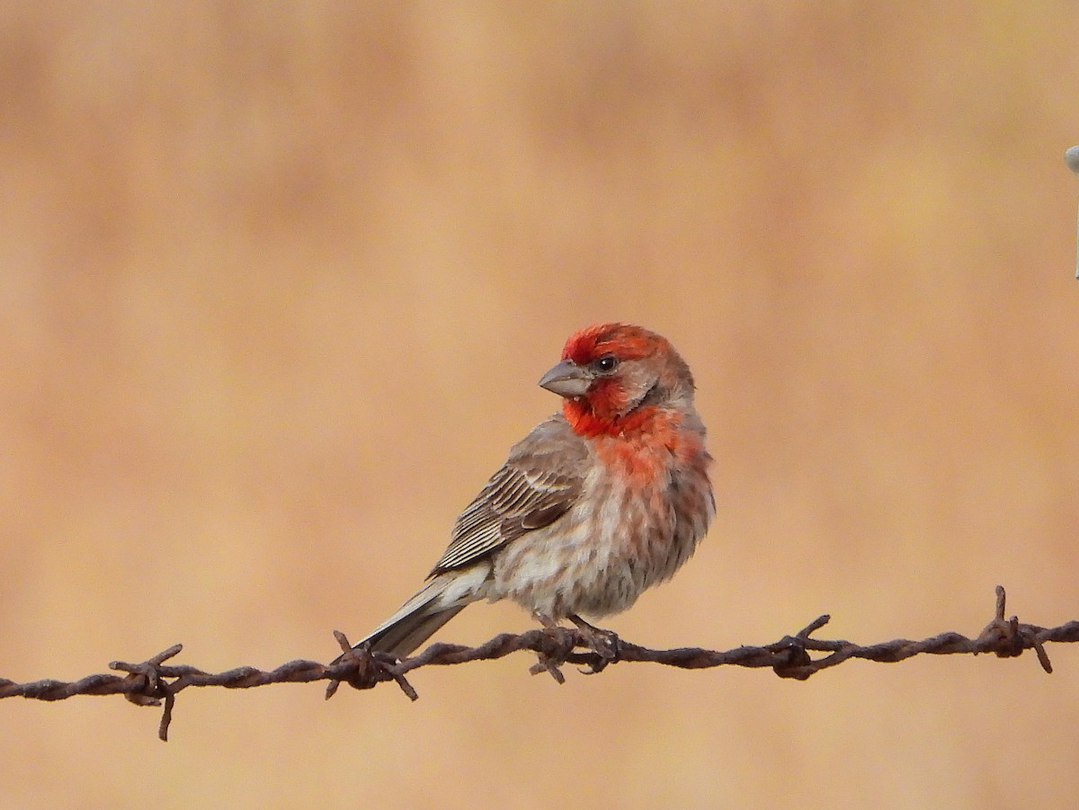 House Finch - ML638280537