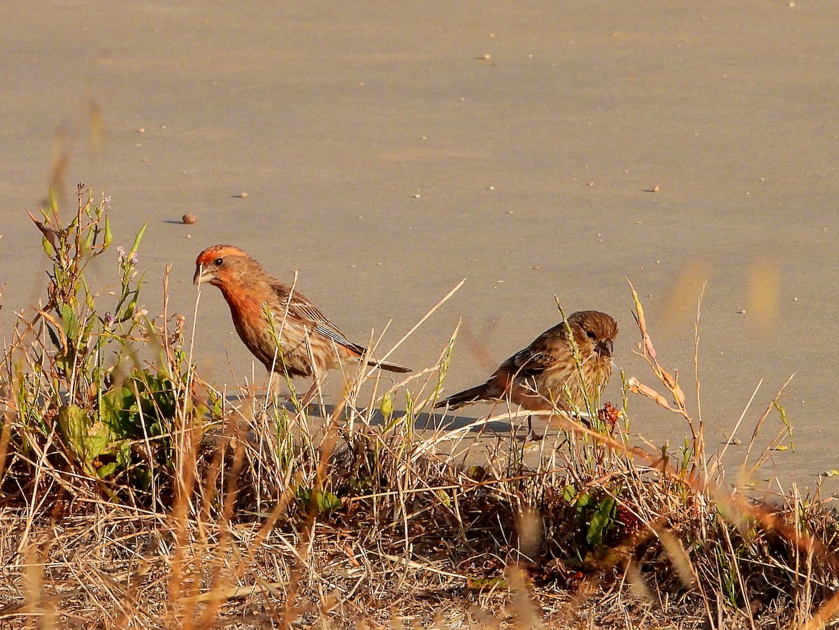 House Finch - ML638280538