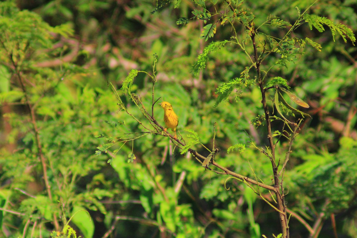 Yellow Warbler - ML638280540