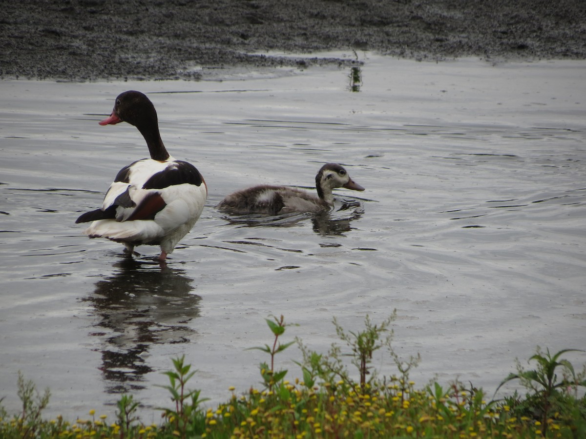 Common Shelduck - ML638280546