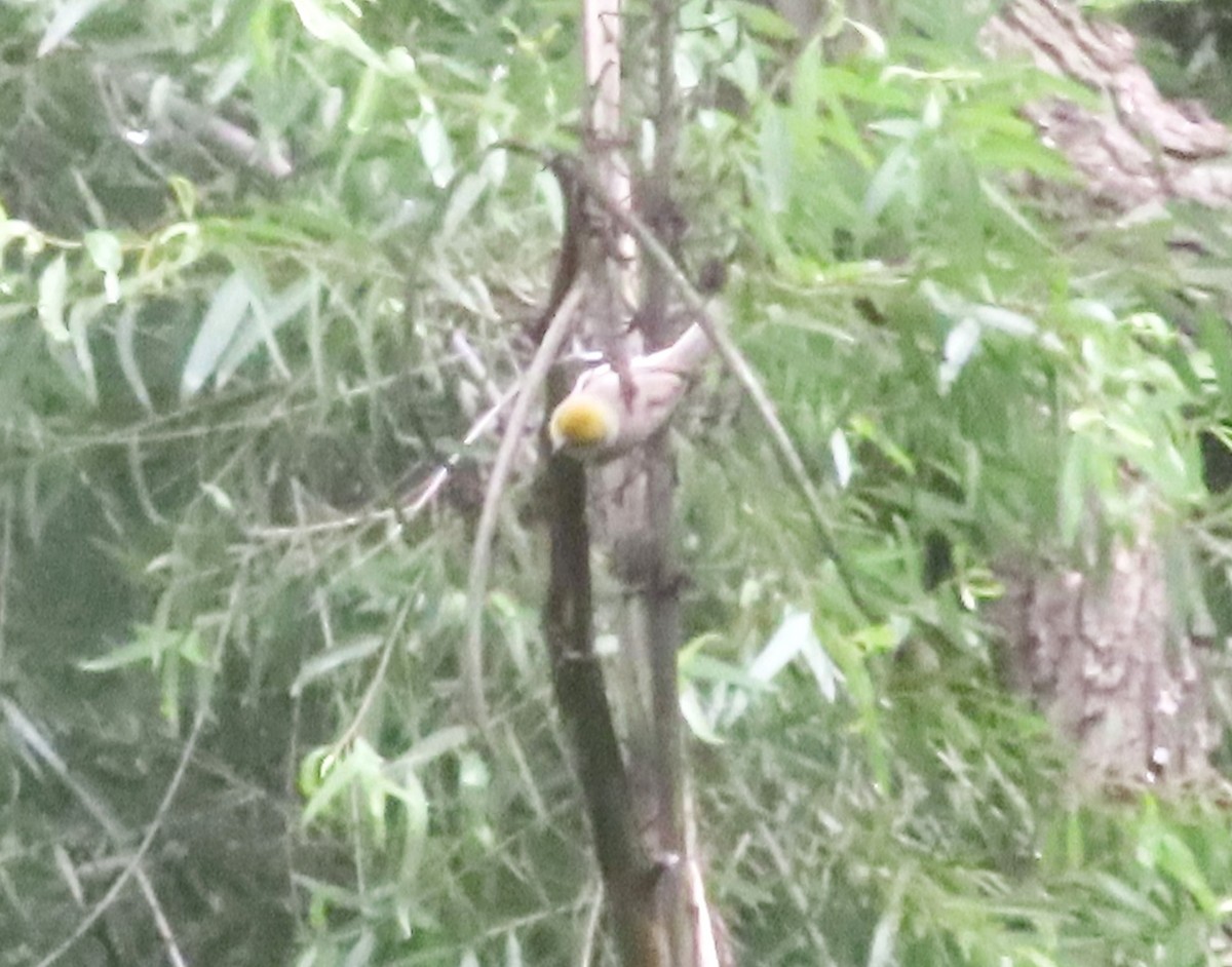 Verdin - ML638280548