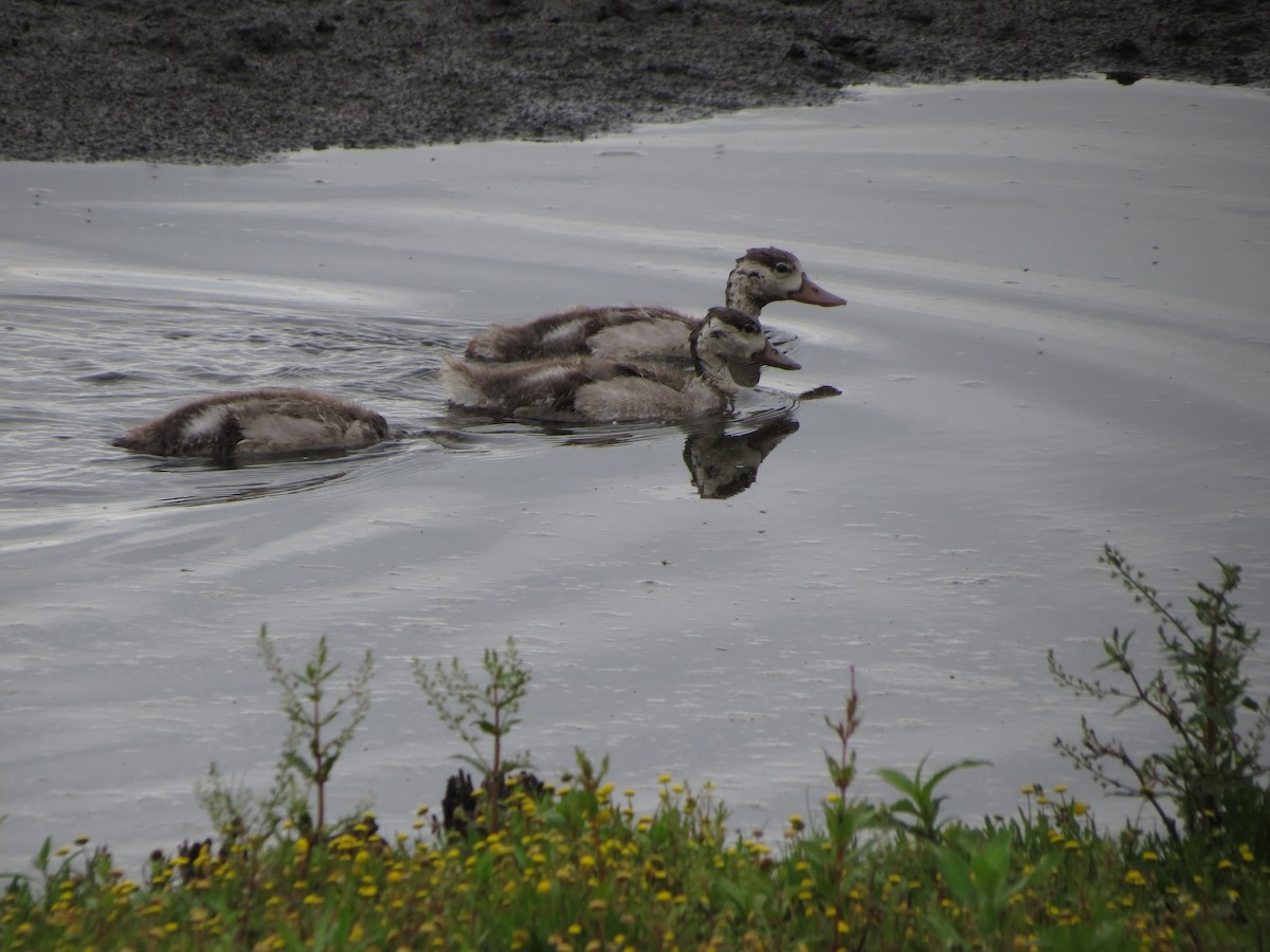 Common Shelduck - ML638280551
