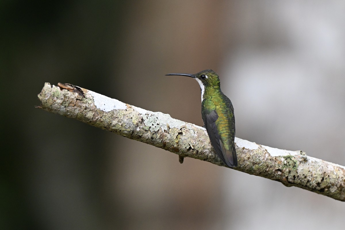 Black-throated Mango - ML638280553