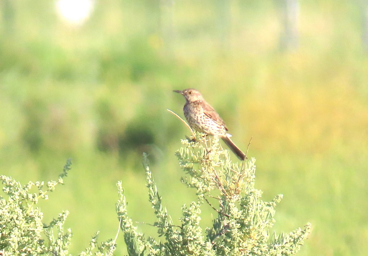Sage Thrasher - ML638280557