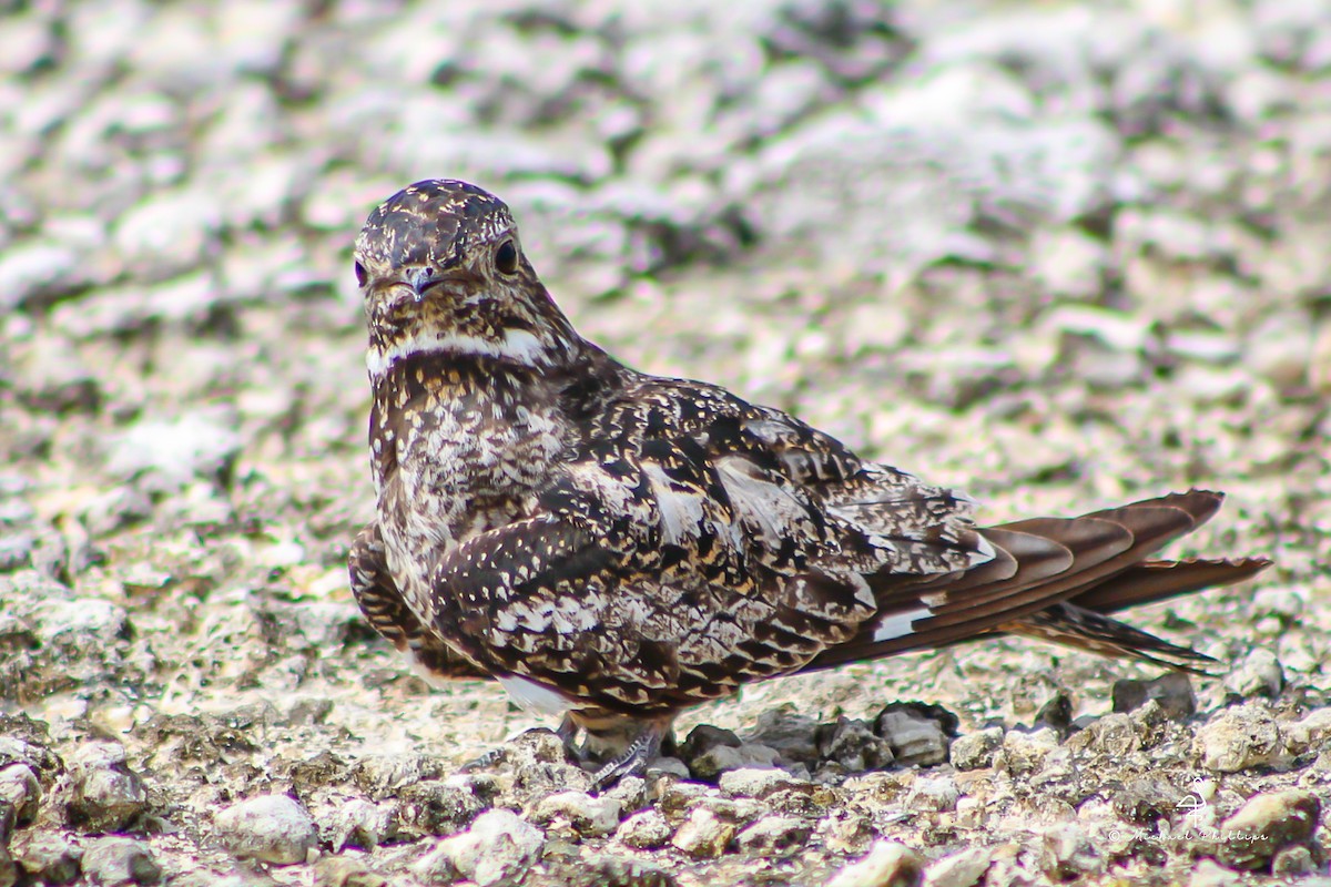 Antillean Nighthawk - ML638280569