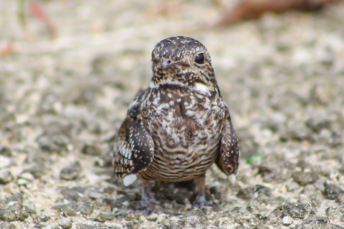 Antillean Nighthawk - ML638280571
