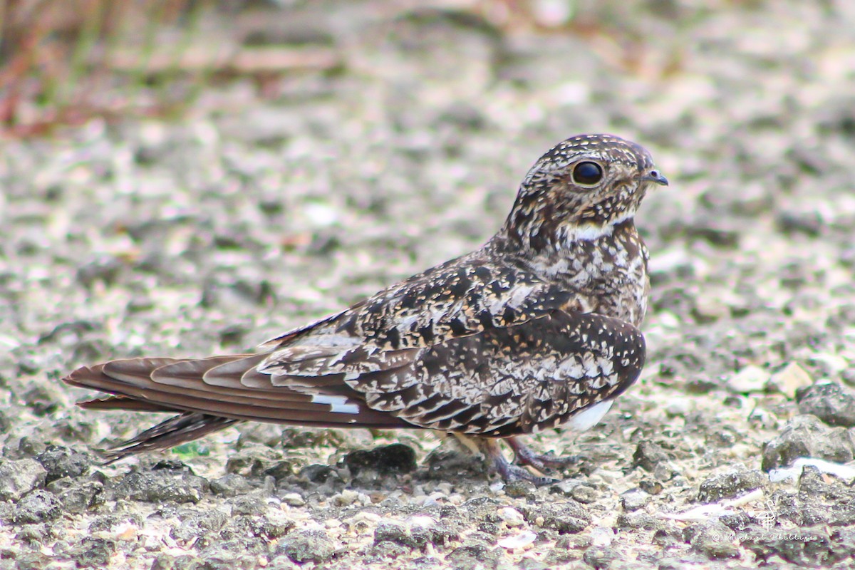 Antillean Nighthawk - ML638280572