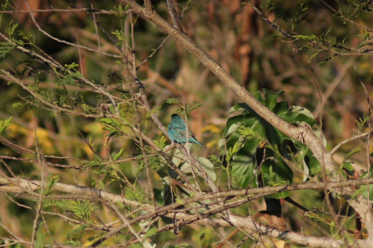Indigo Bunting - ML638280575
