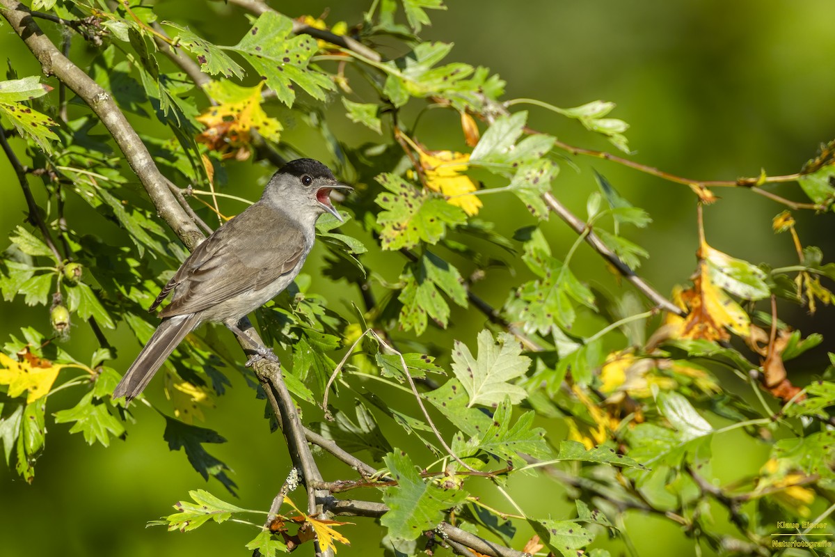 Eurasian Blackcap - ML638280577