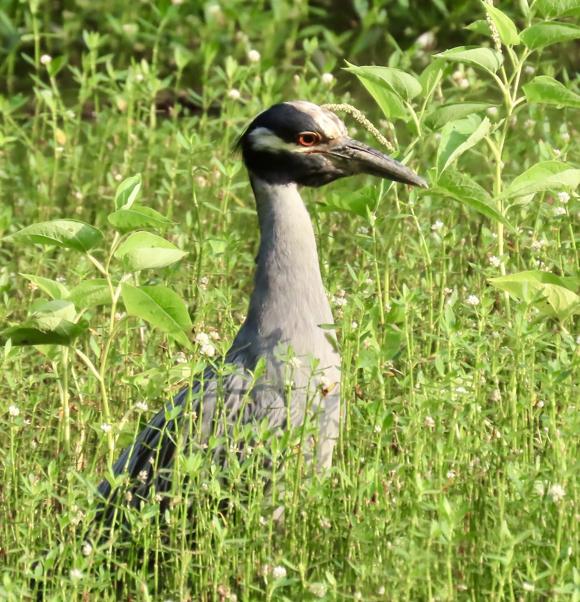 Yellow-crowned Night Heron - ML638280595