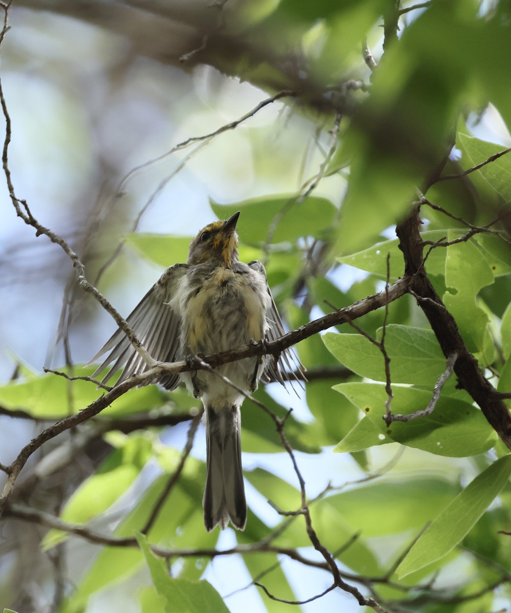Golden-cheeked Warbler - ML638280604