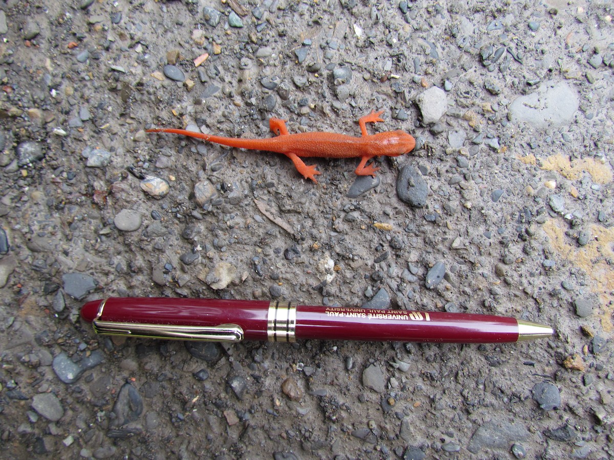 Hayvanlar - ML638280607