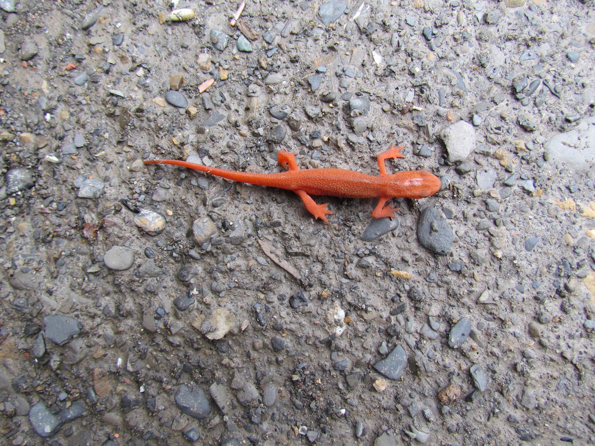 動物界 - ML638280608