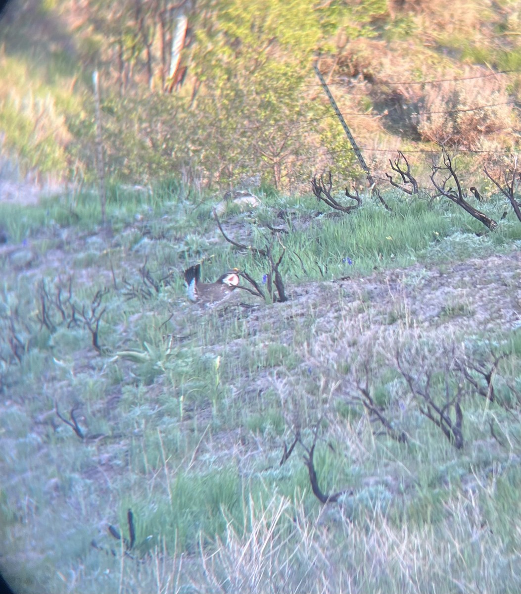 Dusky Grouse - ML638280611