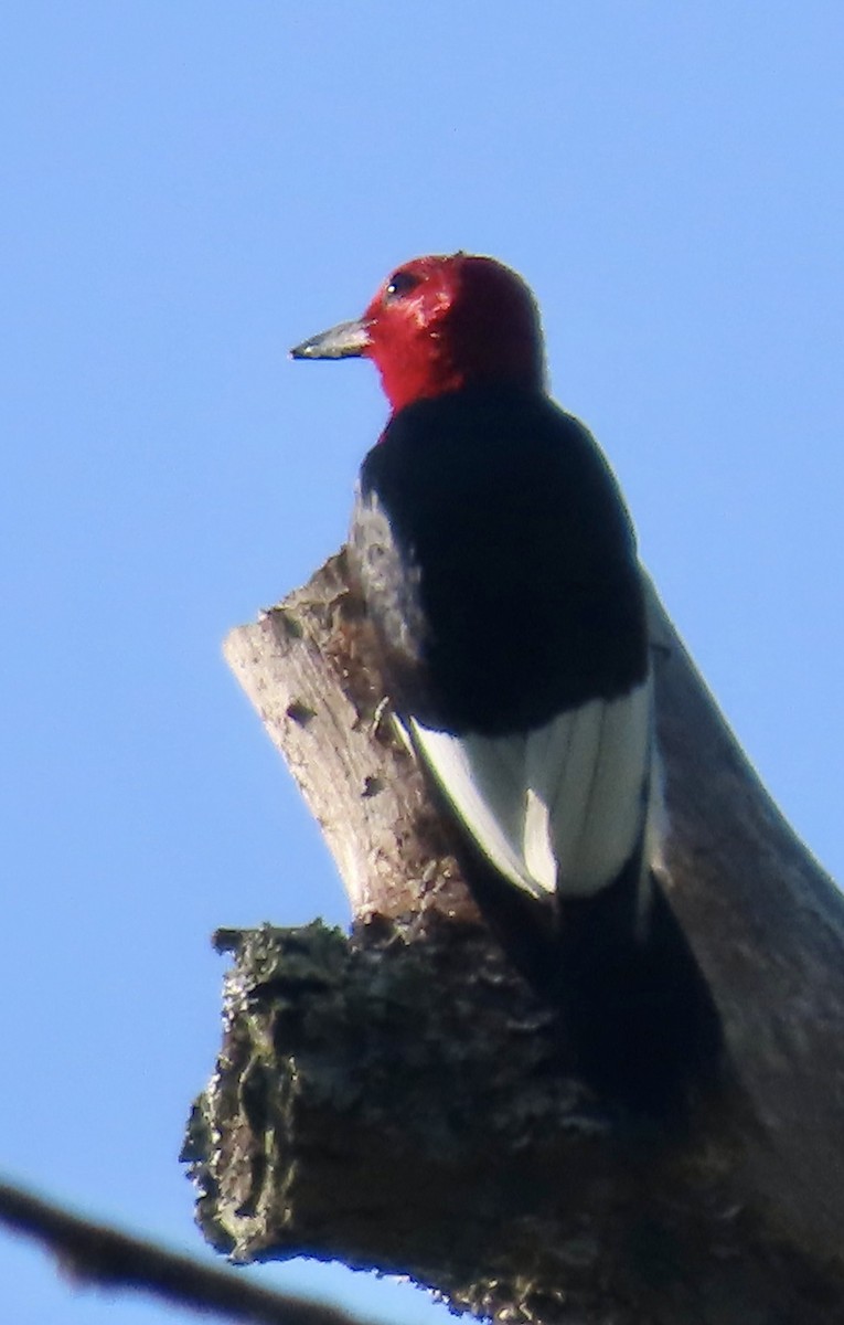 Red-headed Woodpecker - ML638280619