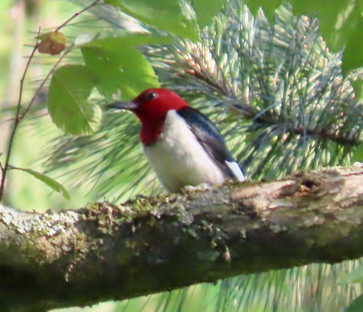 Red-headed Woodpecker - ML638280620