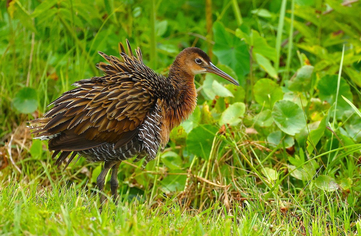 King Rail - ML638280621
