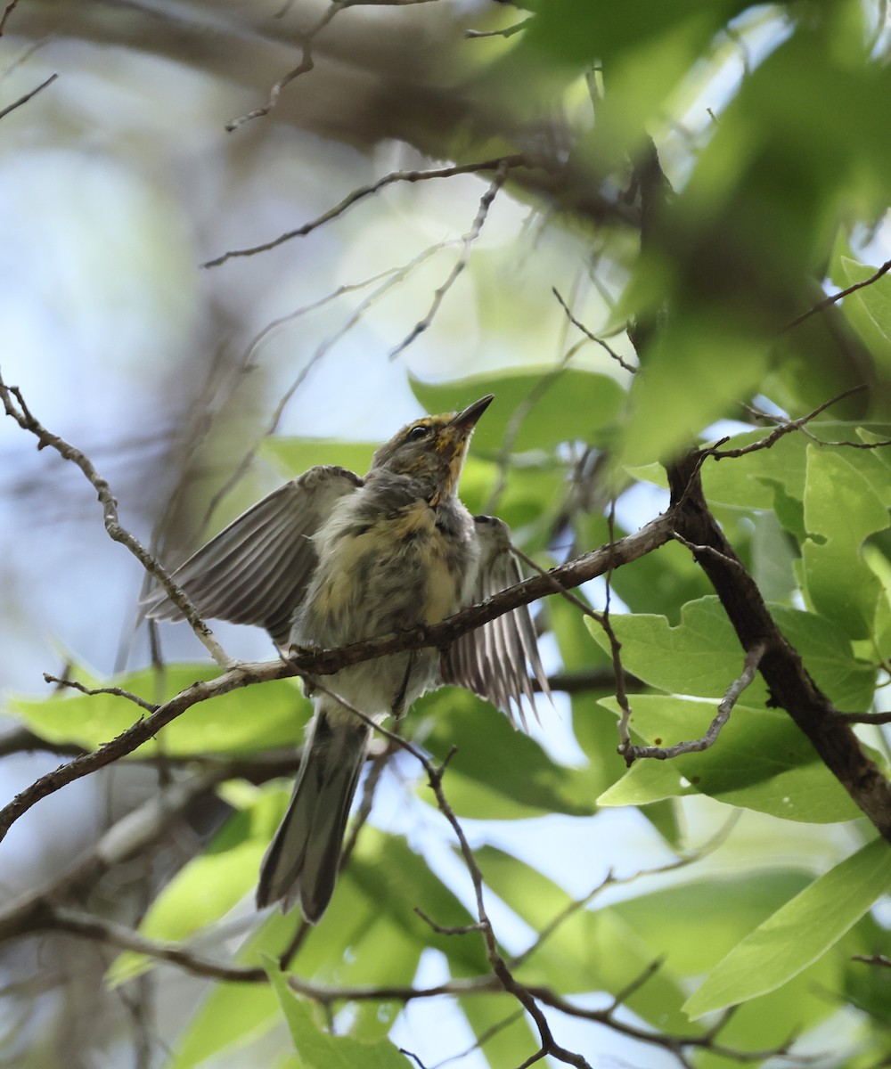 Golden-cheeked Warbler - ML638280624