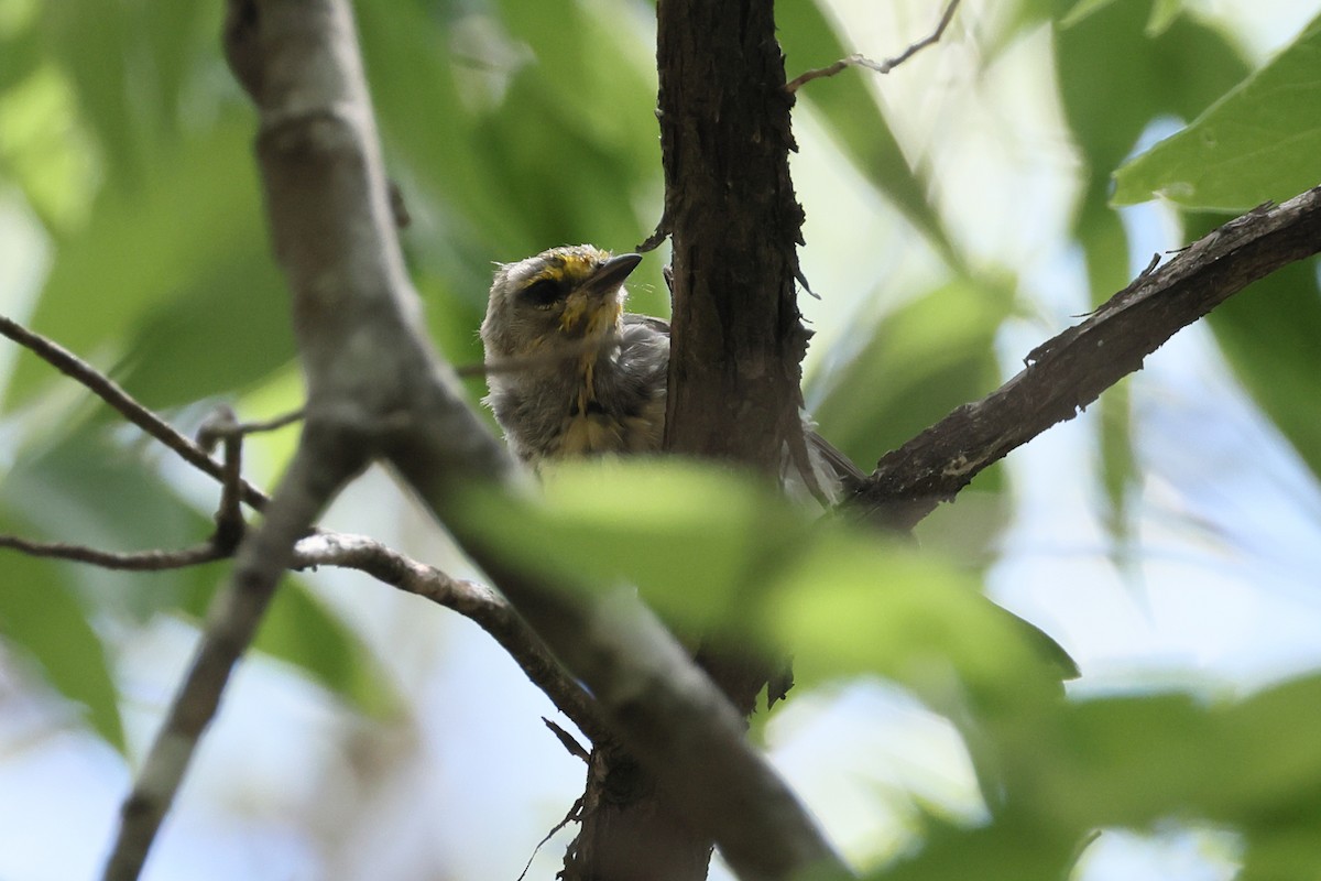 Golden-cheeked Warbler - ML638280628