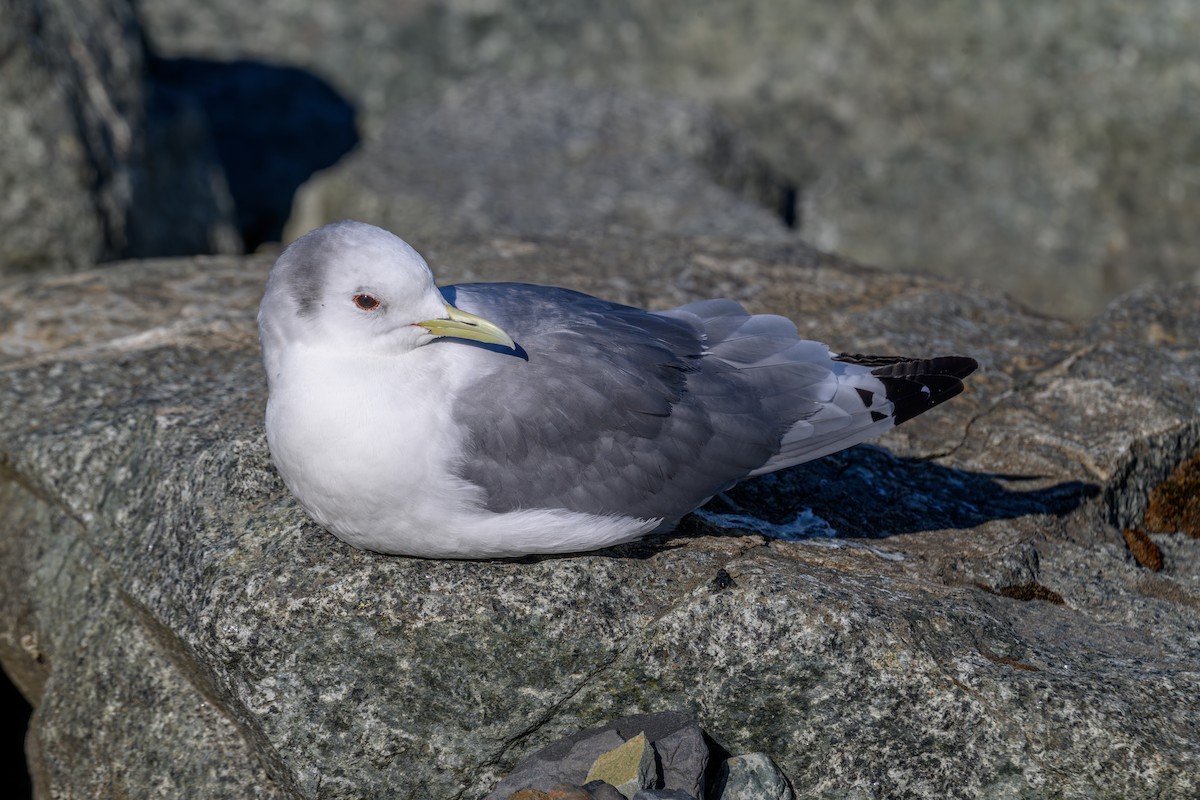 Mouette tridactyle - ML638280632