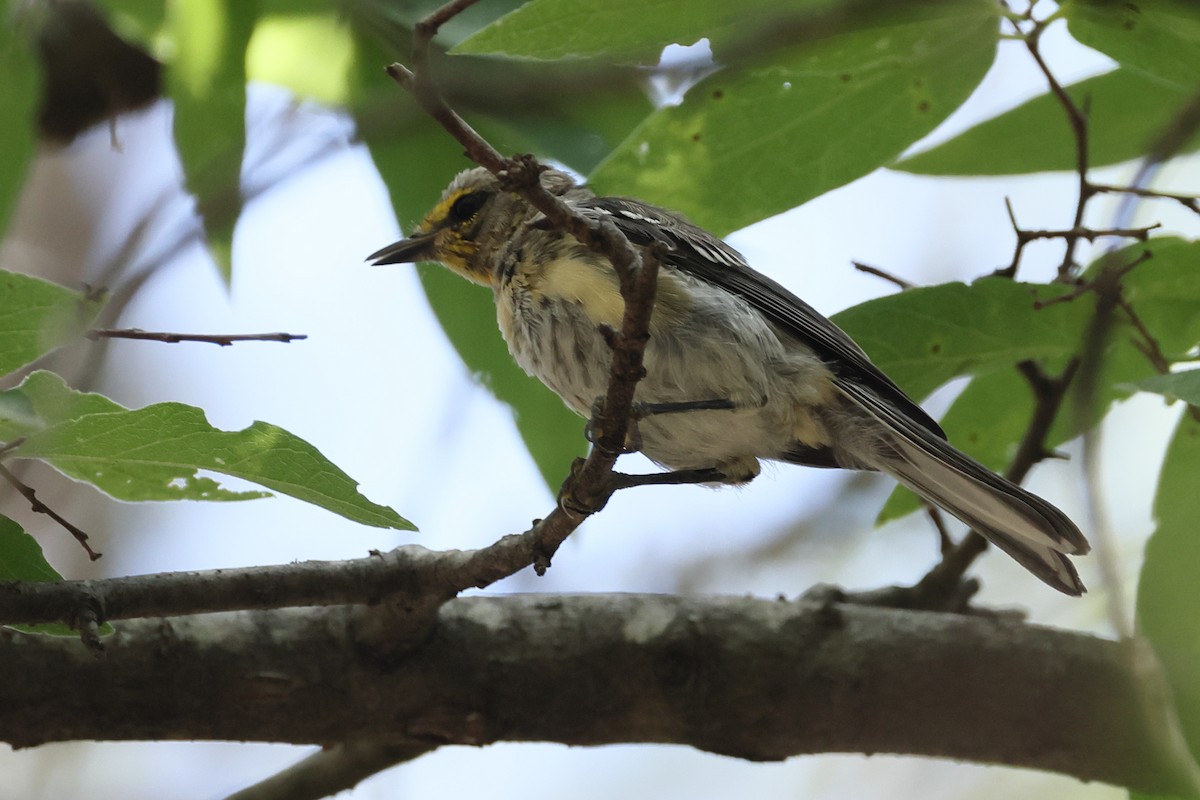 Golden-cheeked Warbler - ML638280633