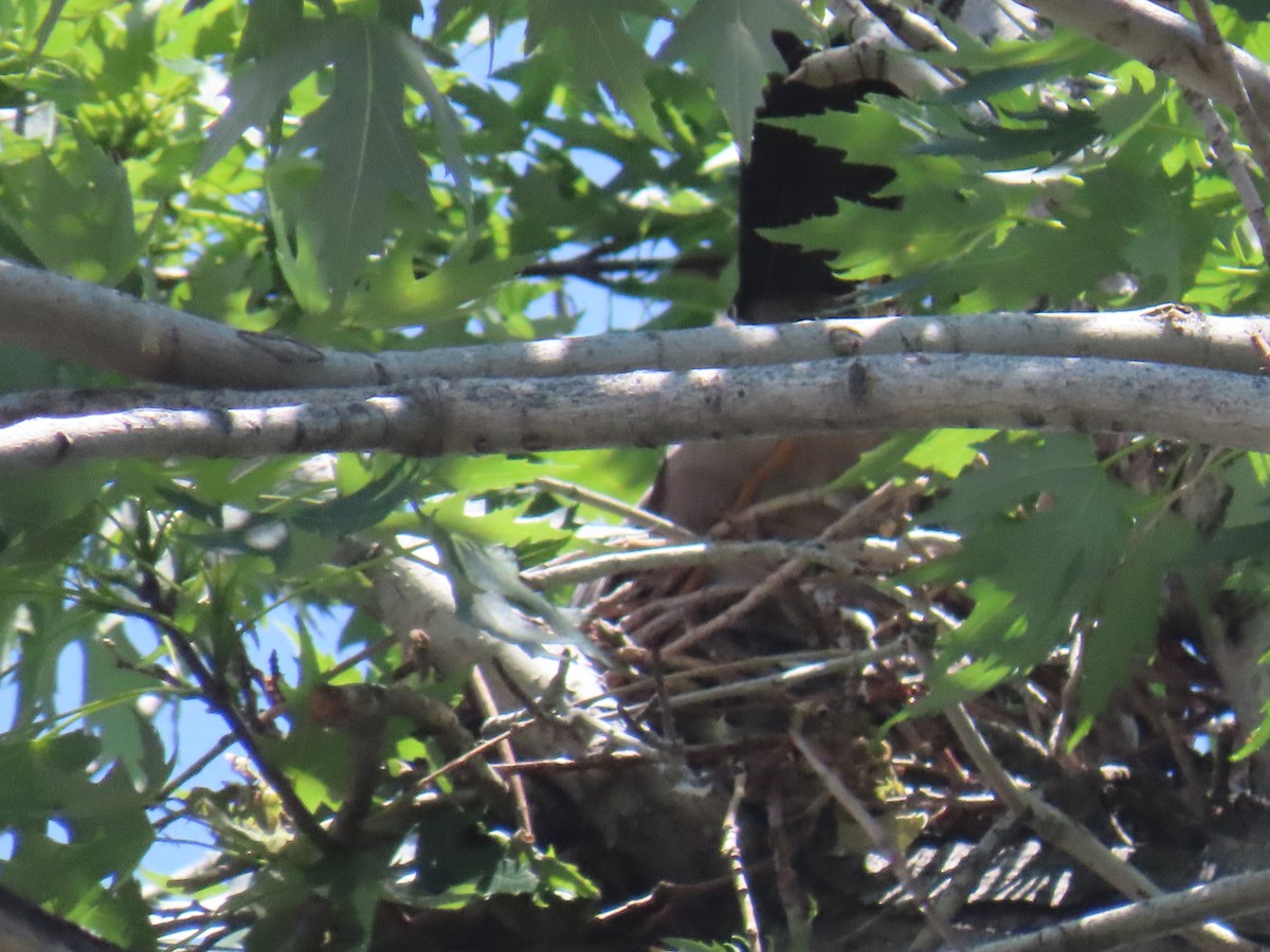 Mississippi Kite - ML638280650