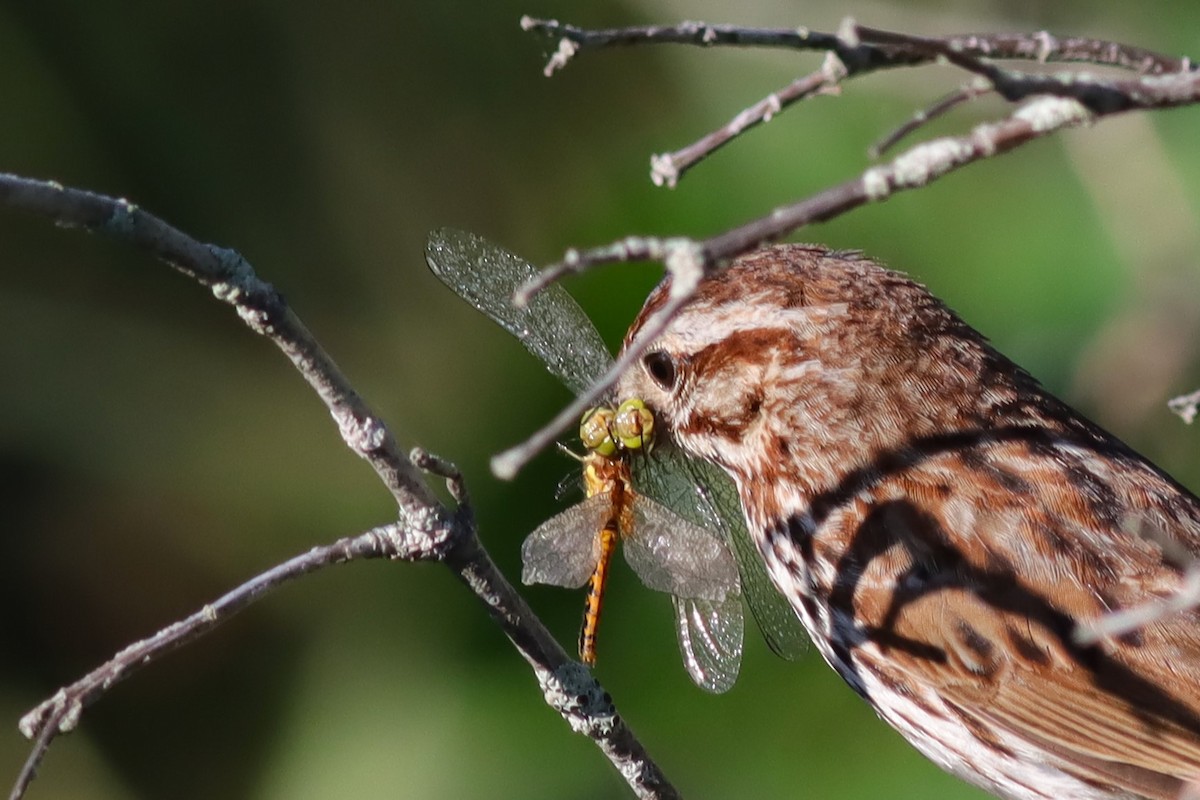 Song Sparrow - ML638280652