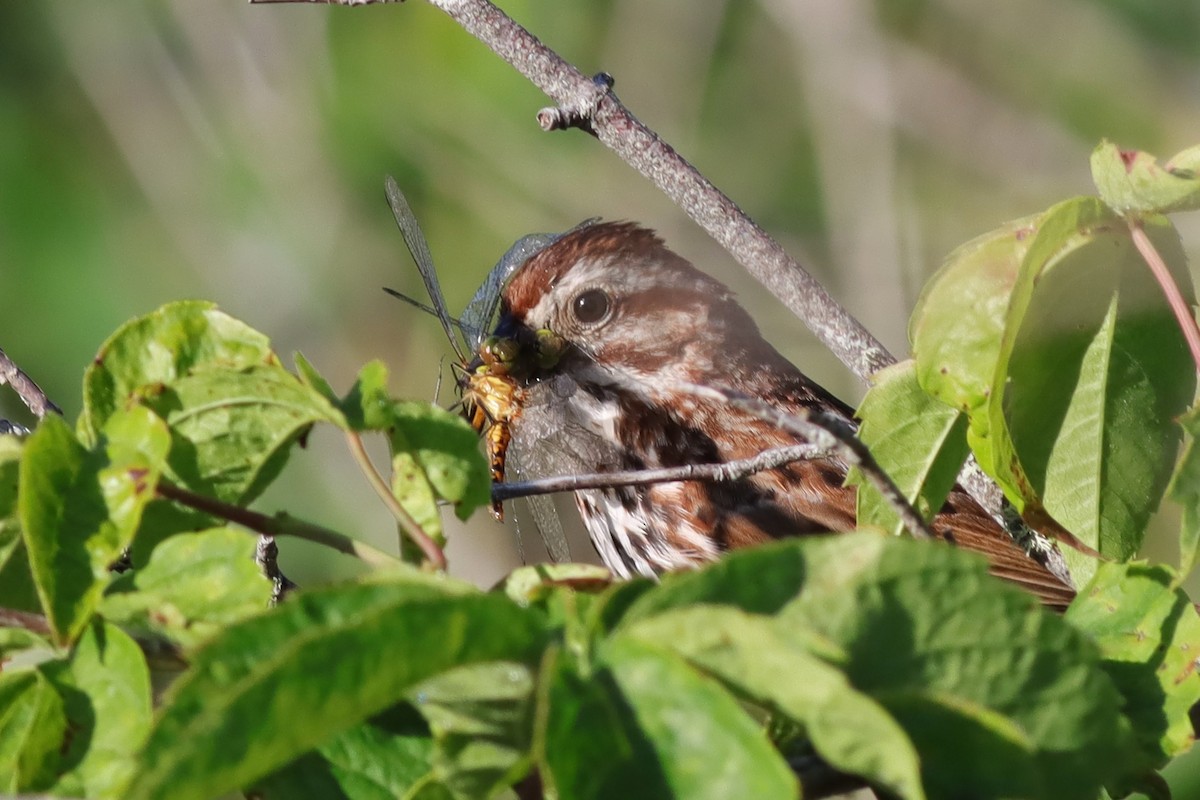Song Sparrow - ML638280653