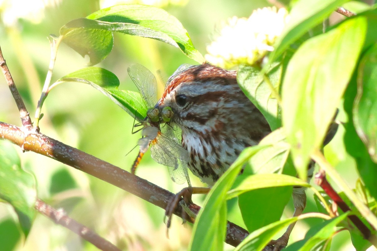 Song Sparrow - ML638280654