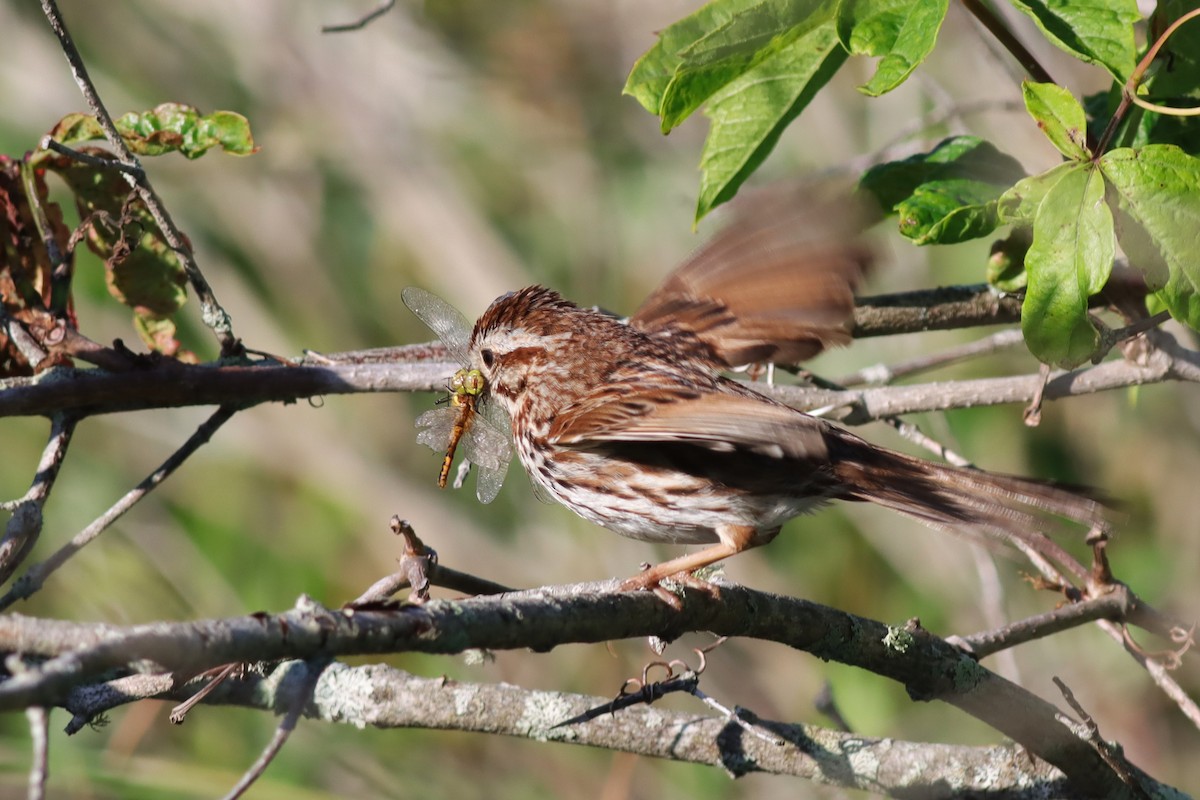 Song Sparrow - ML638280657