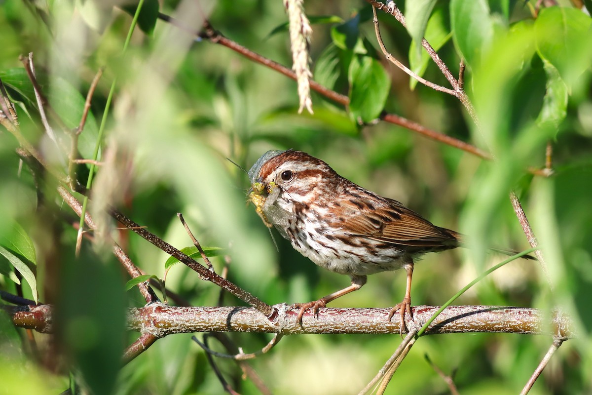 Song Sparrow - ML638280659