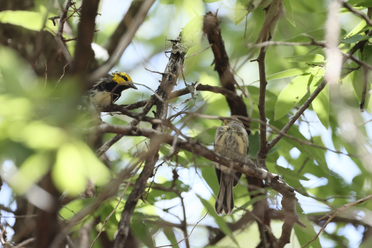 Golden-cheeked Warbler - ML638280660