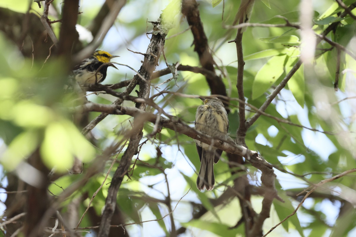 Golden-cheeked Warbler - ML638280661