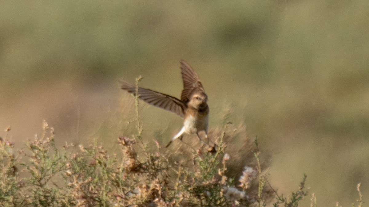 Pied Wheatear - ML638280666