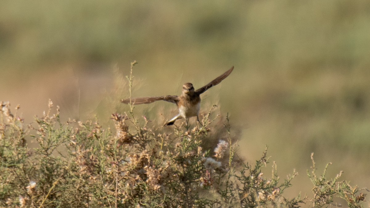 Pied Wheatear - ML638280668