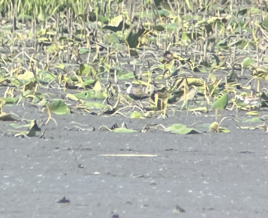American Golden-Plover - ML638280682