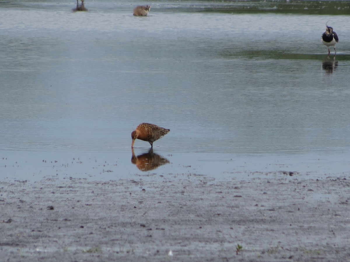 Black-tailed Godwit - ML638280688