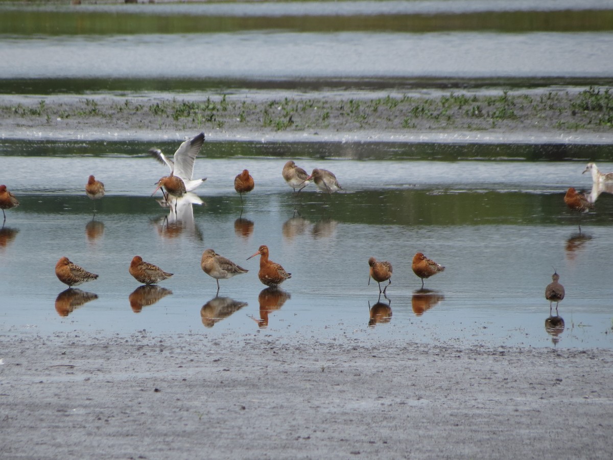 Black-tailed Godwit - ML638280689