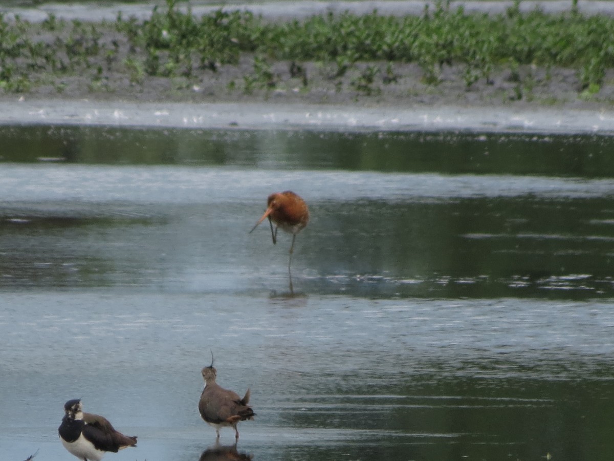 Black-tailed Godwit - ML638280699