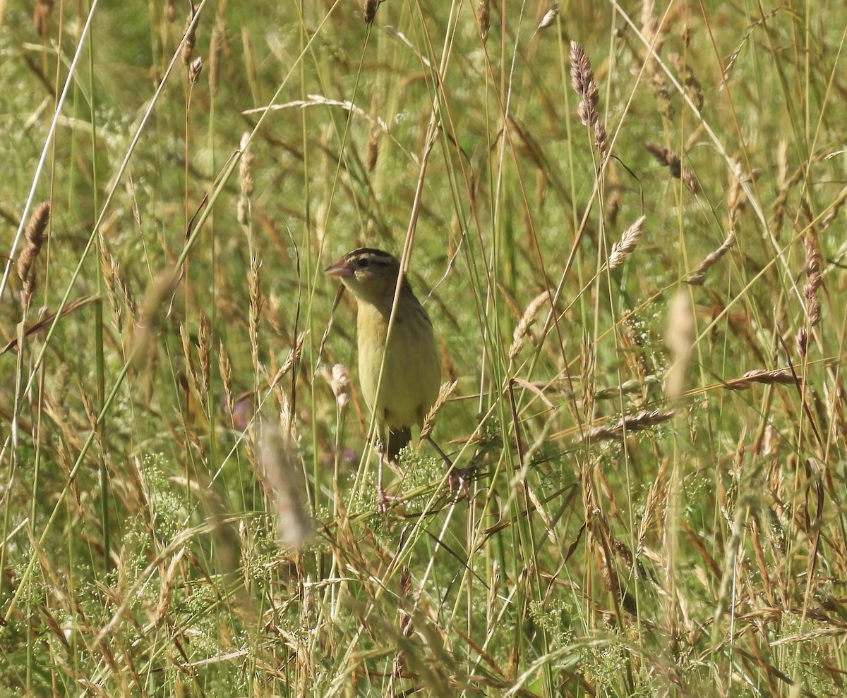 Bobolink - ML638280702