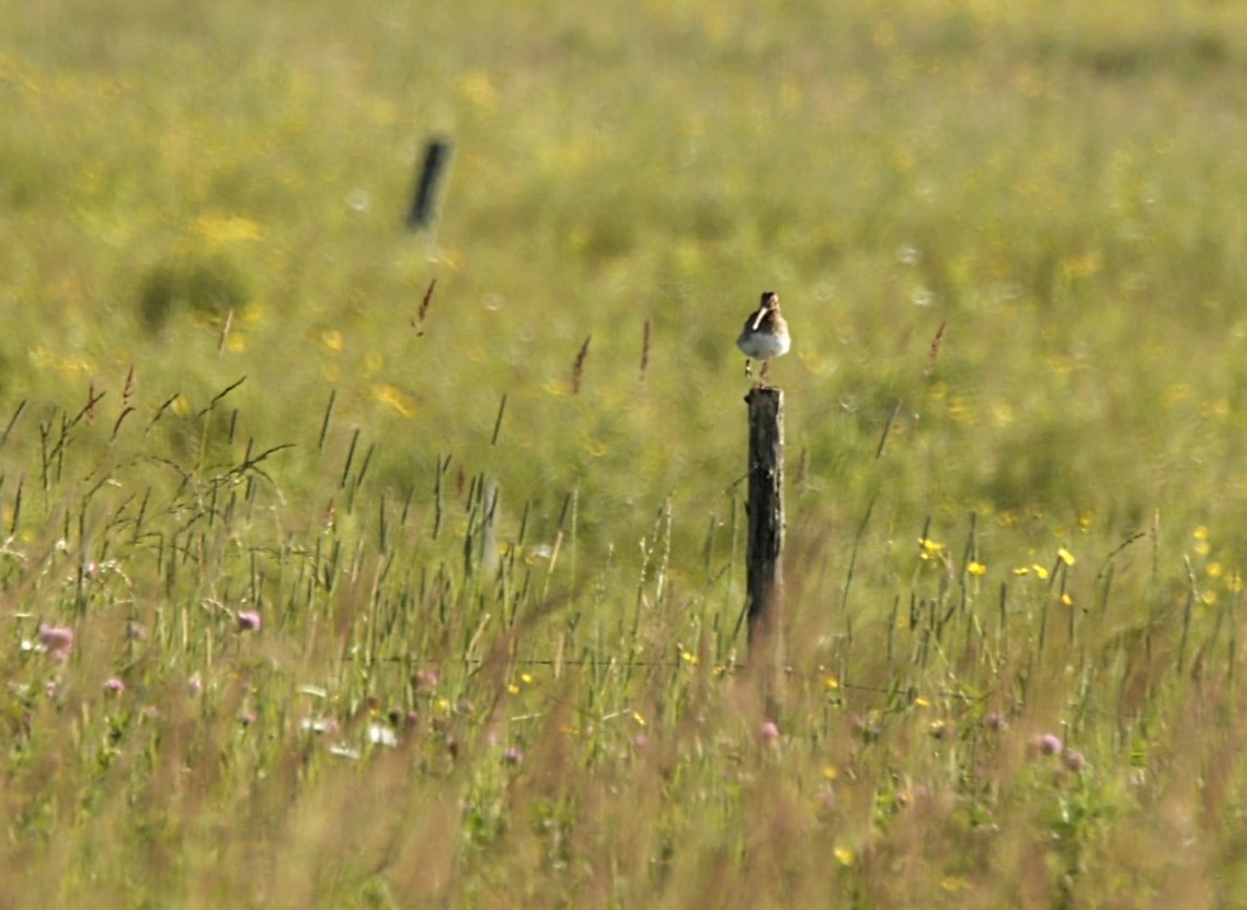 Wilson's Snipe - ML638280706