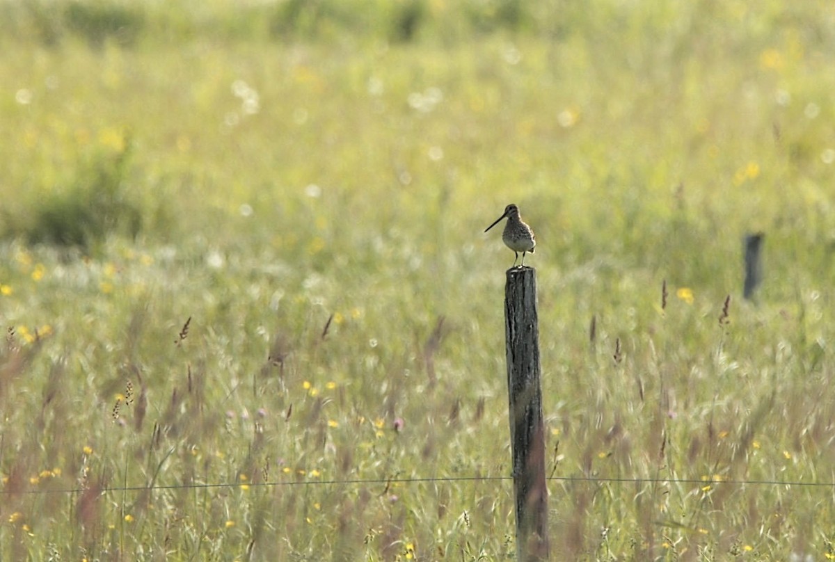 Wilson's Snipe - ML638280707