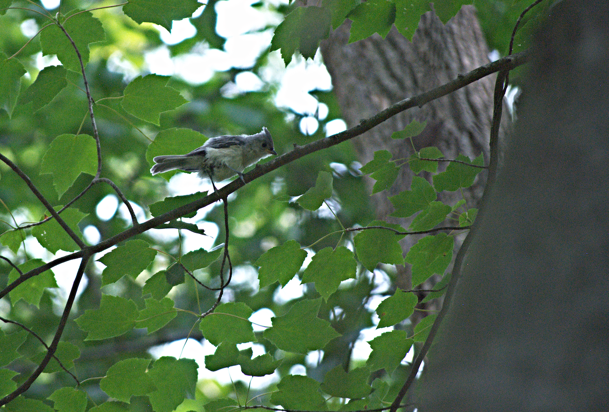Tufted Titmouse - ML638280710