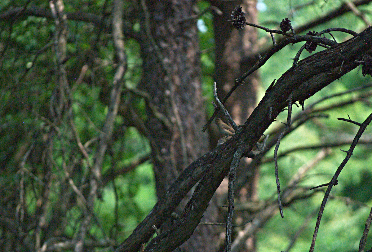 Indigo Bunting - ML638280720