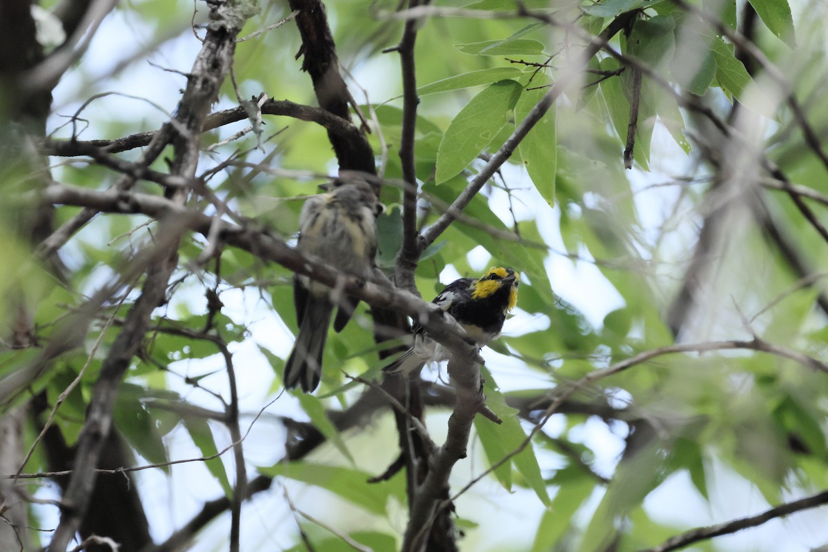 Golden-cheeked Warbler - ML638280722