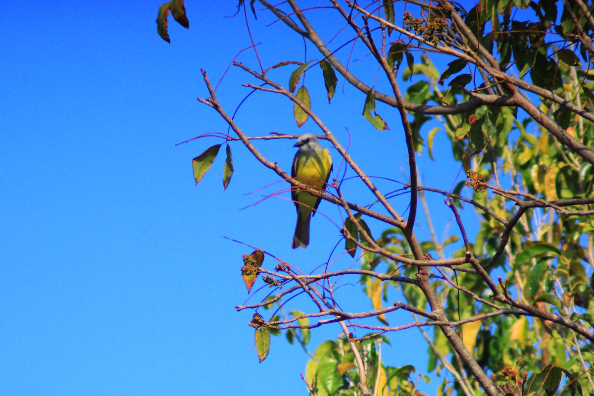 Tropical Kingbird - ML638280723