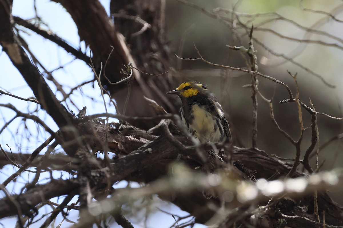 Golden-cheeked Warbler - ML638280726