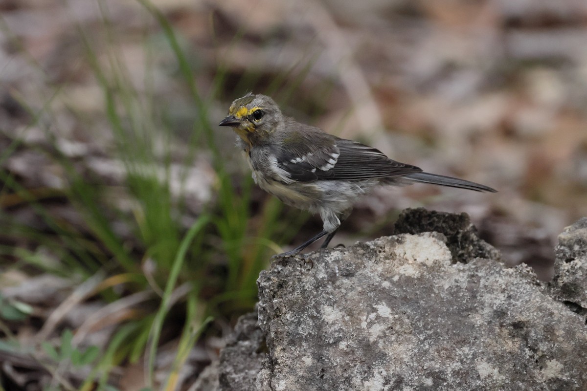 Golden-cheeked Warbler - ML638280731