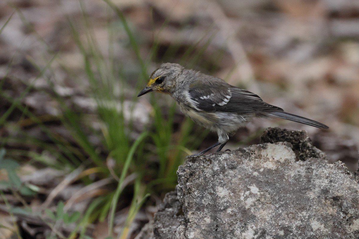 Golden-cheeked Warbler - ML638280733